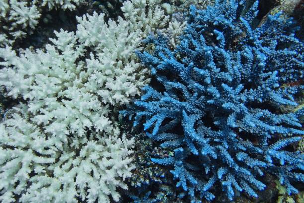 istock Comparison of bleached dead and healthy blue coral  - process when corals become white. Global warming impact. 2196050803