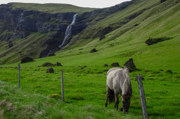 Icelandic Horse On The Green Pasture