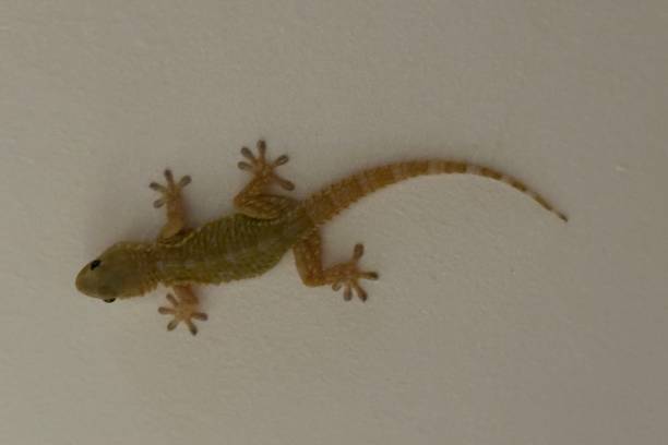 istock Close-Up of a Small Gecko on a Wall 2196051278