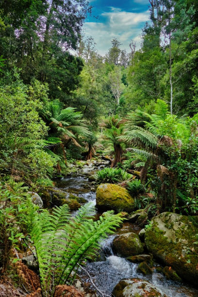 istock Mountain stream with tree ferns and moss-covered boulders in Evercreech Forest Reserve, Tasmania 2196051315