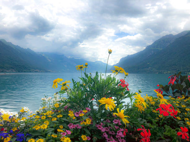 istock An Array Of Flowers In Front Of Mountain Lake 2196051365