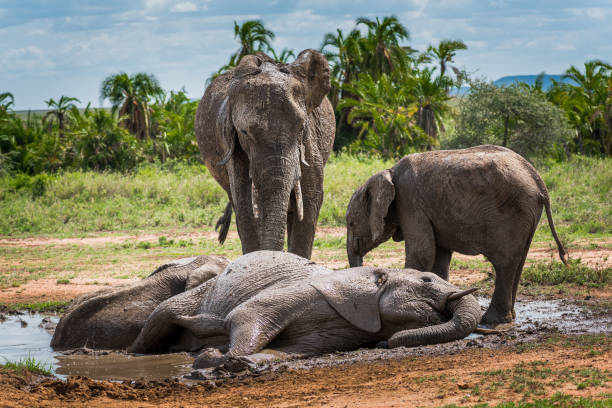 A mother elephant and its baby waiting for a mud bath