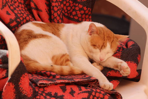 White and orange cat sleeping on a chair