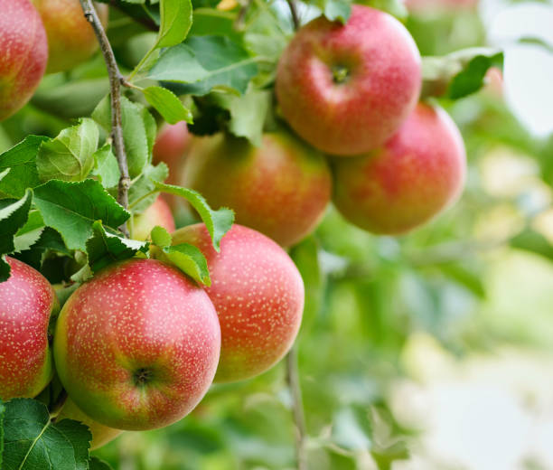 istock Harvest apple branch in closeup 2196053564