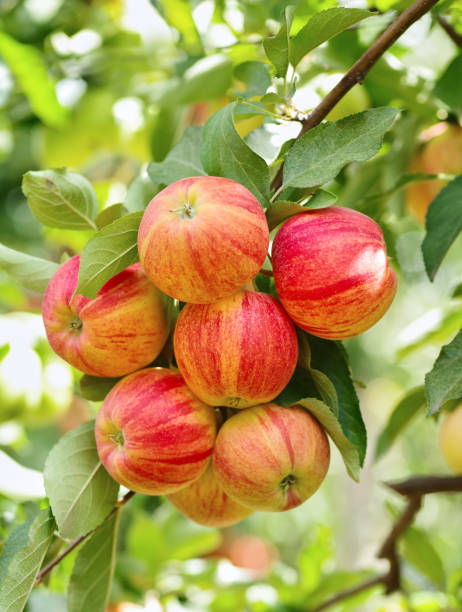 istock Apple branch with leaves in closeup 2196053585