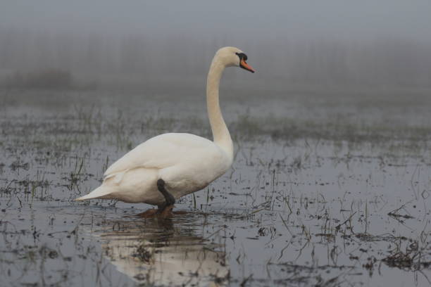 Singe mute swan wading in flooded marshy grassland
