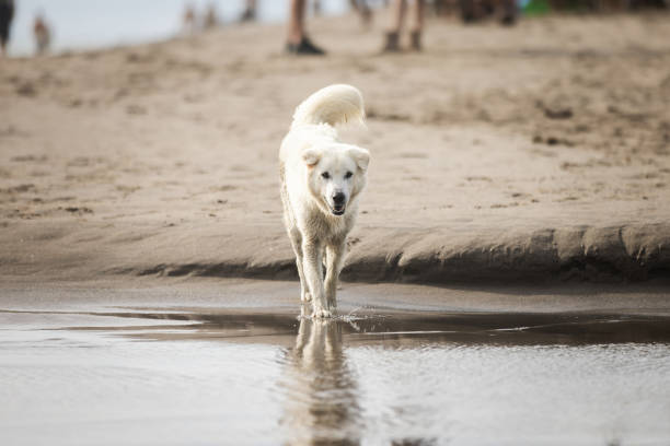 Maremma sheepdog at the beach