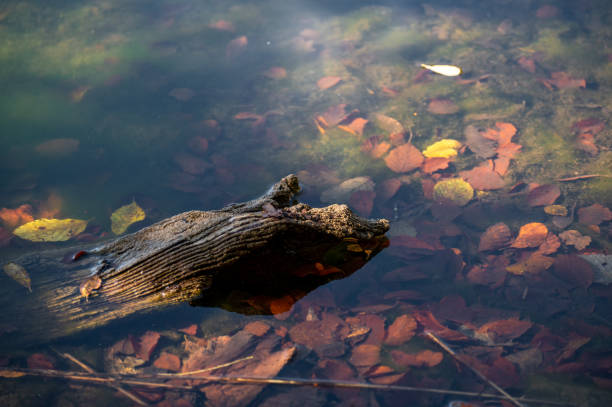 Large driftwood logs rest on the grassy riverbank of the Danube under a bright blue sky filled with scattered clouds. The calm water reflects the sunlight, and trees along the shore add a touch of autumn color to the tranquil riverside scene.
