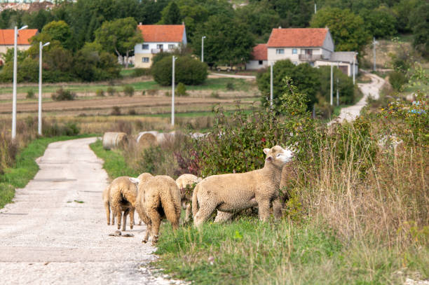 Country: Bosnia and Herzegovina, City: Tomislavgrad, Village: Eminovo Selo