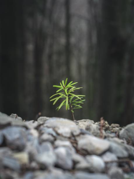 Young plant growing among rocks in forest