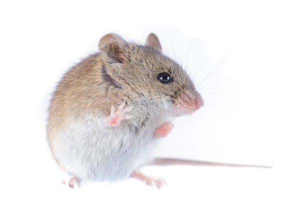 istock Apodemus sylvaticus  - Wood mice on white background 2196056431