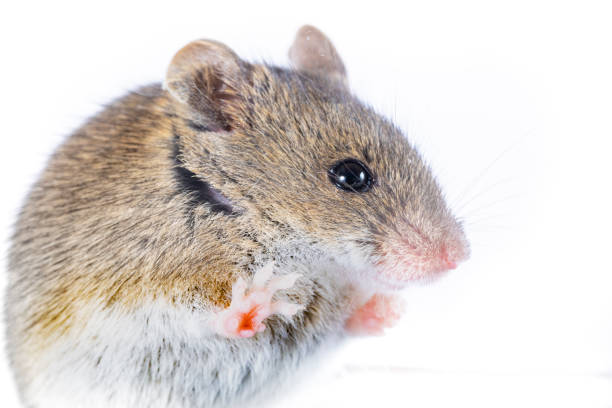 istock Apodemus sylvaticus  - Wood mice on white background 2196056433