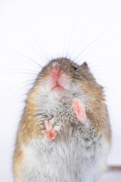 Red decorative rat isolated on a white background. Mouse for cutting and copying. Photo of a rodent for the inscription and title.