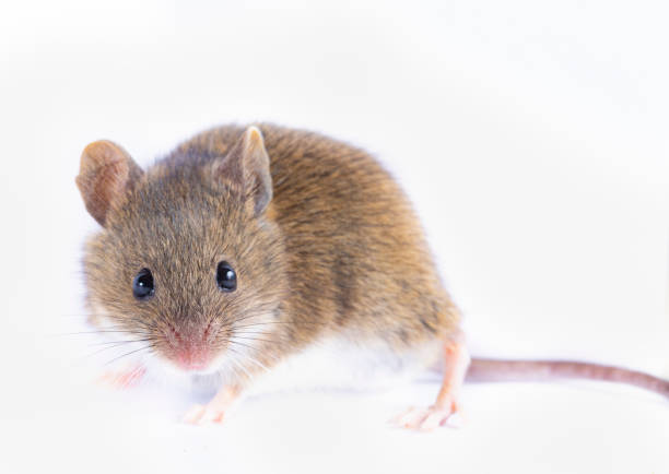 istock Apodemus sylvaticus  - Wood mice on white background 2196056441