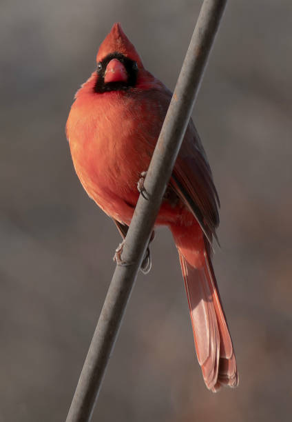 istock A male Northern Cardinal on the backyard deck 2196059000