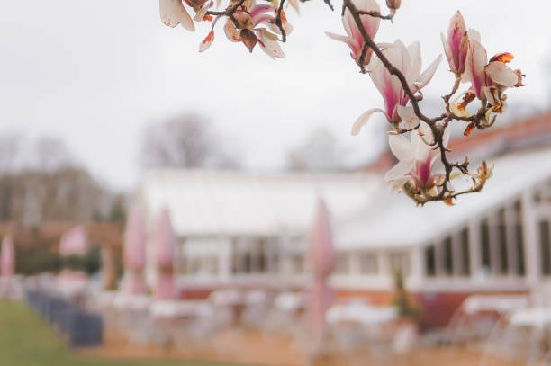 Spring in English garden. Beautiful spring scene