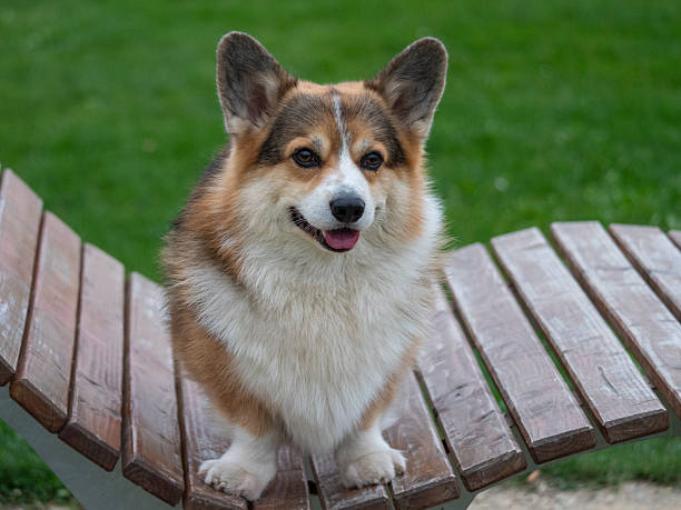istock Welsh Corgi Pembroke sitting on a bench, looking into the camera 2196059087