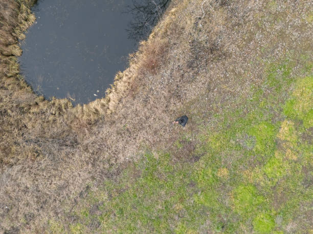 a platypus floating in  a creek on the Eungella National Park , Queensland, Australia