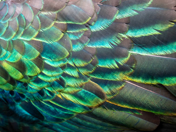 istock Close-up green shimmering peacock feathers 2196059820
