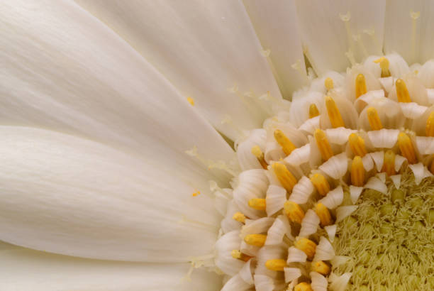 Gerbera White flower White petals Yellow center Macro photo Details