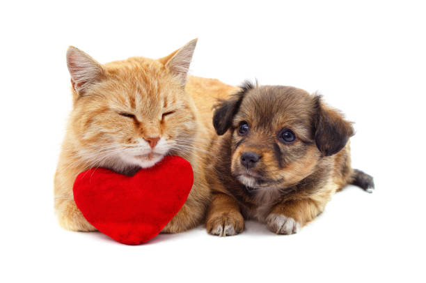 istock Cat and dog with a heart. 2196060108