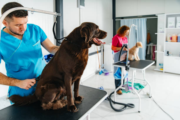 istock Teamwork in Action: Expert Pet Groomers Caring Together 2196060479
