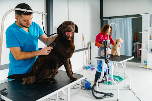 istock Teamwork in Action: Expert Pet Groomers Caring Together 2196060516