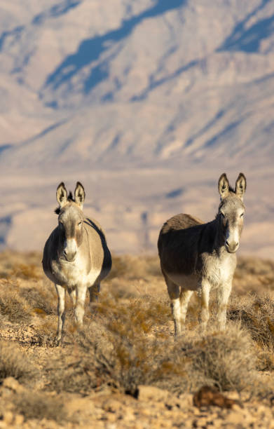 istock Wild Burros in the Nevada Desert in Winter 2196062048