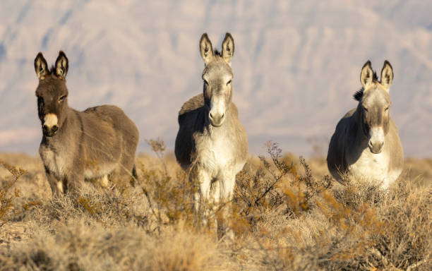 istock Wild Burros in the Nevada Desert in Winter 2196062050