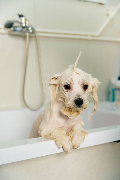 A professional pet groomer gently bathing a small white dog,in a tub. The groomer, wearing a blue uniform, carefully lathers the dog’s fur with shampoo, ensuring a thorough and comfortable wash. The dog appears calm but slightly curious, with water dripping from its fur.