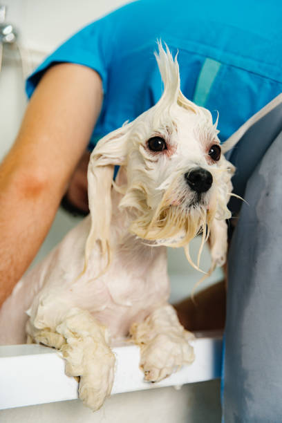 istock Gentle Care: Bath Time for Your Furry Friend 2196062093
