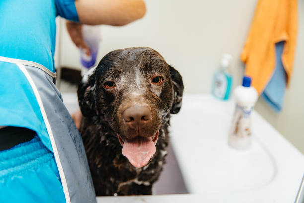 A professional pet groomer gently bathing a small white dog,in a tub. The groomer, wearing a blue uniform, carefully lathers the dog’s fur with shampoo, ensuring a thorough and comfortable wash. The dog appears calm but slightly curious, with water dripping from its fur.