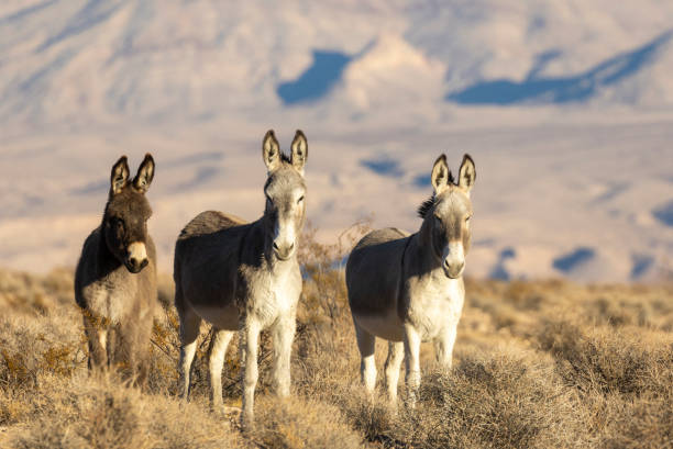 istock Wild Burros in the Nevada Desert in Winter 2196062330