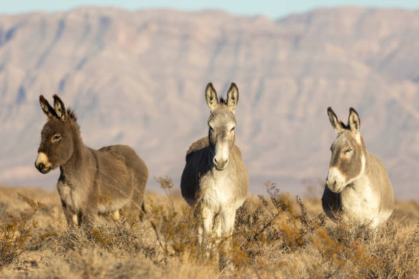 istock Wild Burros in the Nevada Desert in Winter 2196062572