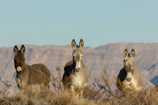 istock Wild Burros in the Nevada Desert in Winter 2196062577