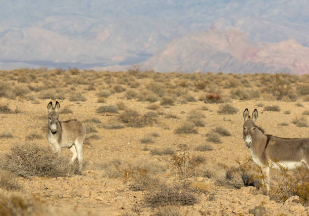 istock Wild Burros in the Nevada Desert in Winter 2196062671