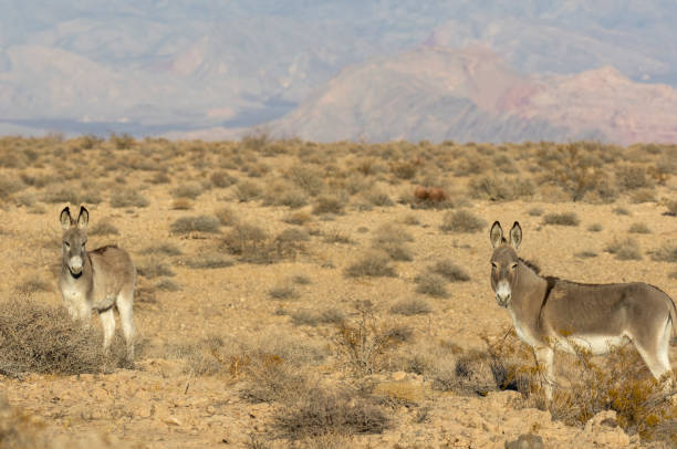 istock Wild Burros in the Nevada Desert in Winter 2196062672