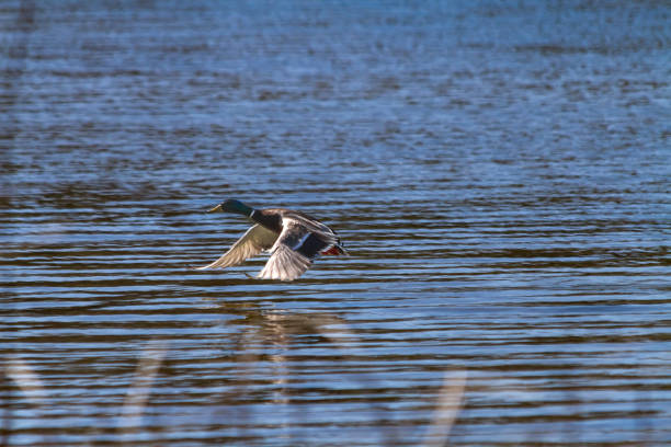 One mallard duck flying over water\nElizabeth Hall Wetlands, Lethbridge, Alberta, Canada \n49.70370504629165, -112.86857621169526