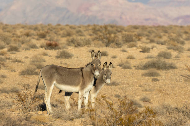 istock Wild Burros in the Nevada Desert in Winter 2196062742