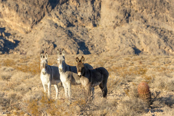 istock Wild Burros in the Nevada Desert in Winter 2196062744