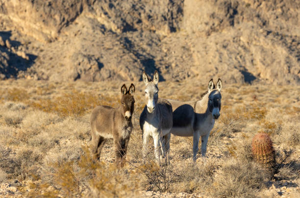 istock Wild Burros in the Nevada Desert in Winter 2196062746