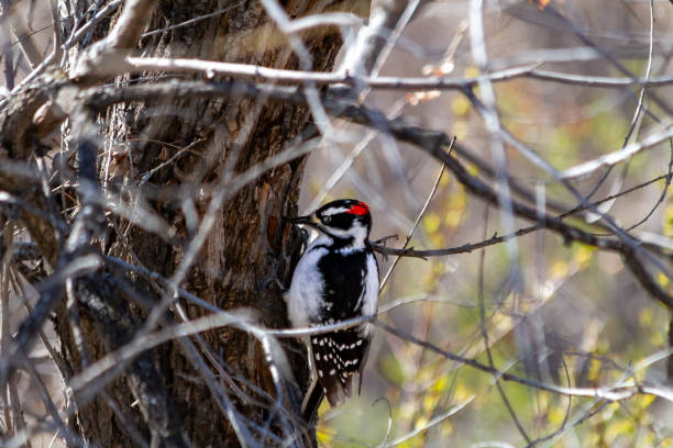 Downy woodpecker on a tree searching for bugs. \nElizabeth Hall Wetlands, Lethbridge, Alberta, Canada \n49.70370504629165, -112.86857621169526