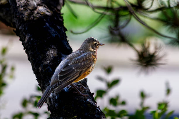 a young robin sits in a Ponderosa pine tree, waiting for mother to bring food\nNear 49°40'53.9\