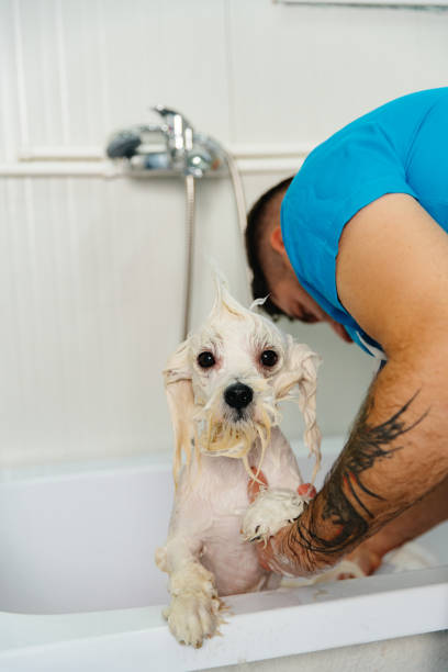 A professional pet groomer gently bathing a small white dog,in a tub. The groomer, wearing a blue uniform, carefully lathers the dog’s fur with shampoo, ensuring a thorough and comfortable wash. The dog appears calm but slightly curious, with water dripping from its fur.