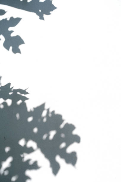 istock Natural Leaves of tree texture shadow overlay on white background, black and white monochrome tone, abstract shadow nature leaf art on concrete wall. Copy space. Vertical. 2196064951