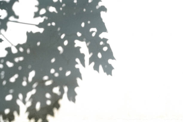 istock Natural Leaves of tree texture shadow overlay on white background, abstract shadow nature plant art on concrete wall for product presentation, backdrop and mockup, summer seasonal concept. 2196064972