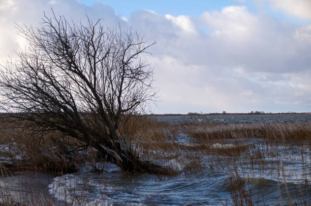 Winter landscape. Tree in seawater