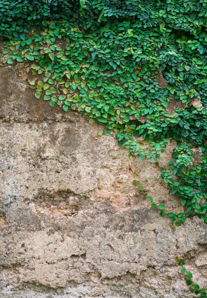 Old brown rough stone and detailed pattern covered in ivy for abstract  background and texture. beautiful patterns, space for work, banner, wallpaper close up.Vertical.