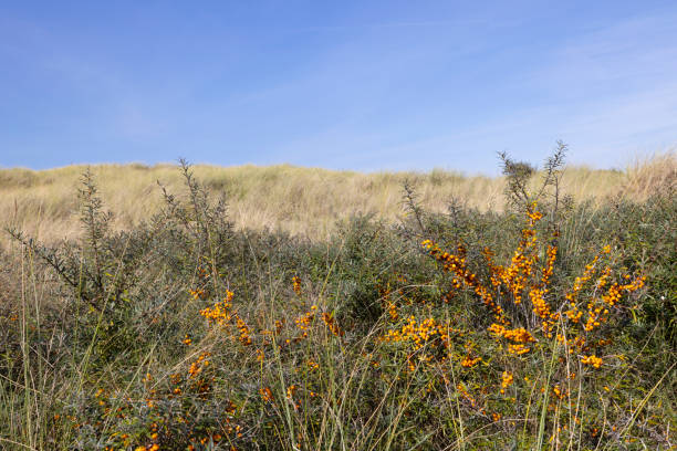 Pretty orange sea-buckthorn berries