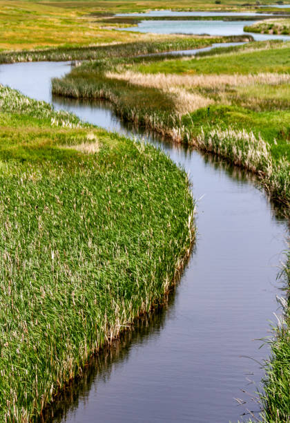 A winding stream in tall grass marshy area\nNear 49°24'24.3\